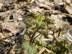 Urtica dioica