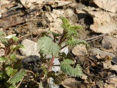 Urtica dioica