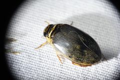 Thermonectus nigrofasciatus