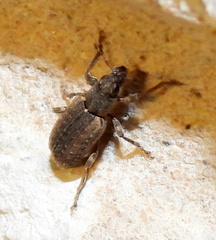 Sitona californius