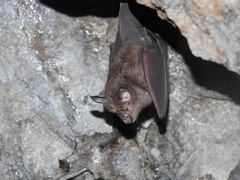 Rhinolophus nippon