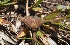 Metarranthis obfirmaria