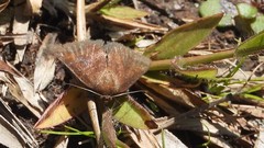 Metarranthis obfirmaria