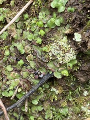Asterella tenella