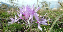 Colchicum tulakii