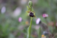 Ophrys sphegodes passionis