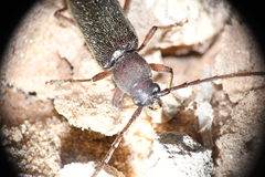 Anelaphus moestus