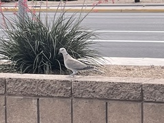 Streptopelia decaocto