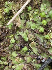 Asterella tenella