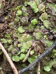 Asterella tenella