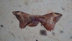 Phiditia maculosa