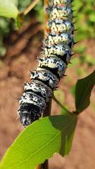 Gonimbrasia belina