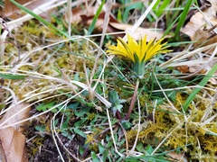 Taraxacum lacistophyllum