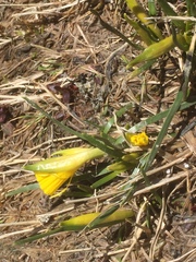 Narcissus cuneiflorus