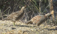 Callipepla douglasii