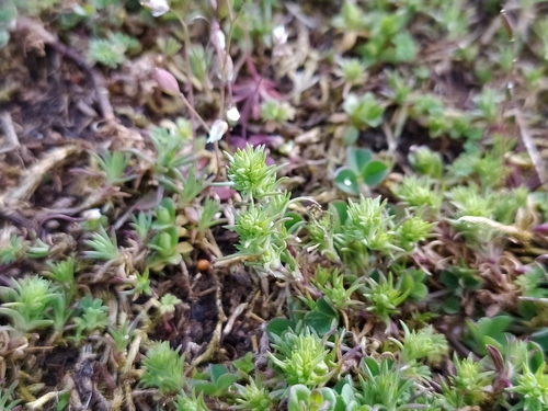 Scleranthus annuus iNat (2)