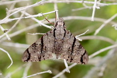 Cerberonoton rubescens