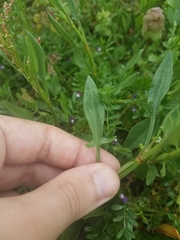 Rumex acetosella acetosella