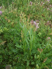 Rumex acetosella acetosella