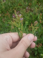Rumex acetosella acetosella