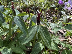 Trillium lancifolium