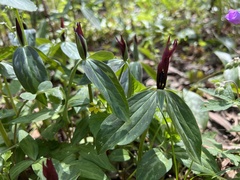 Trillium lancifolium