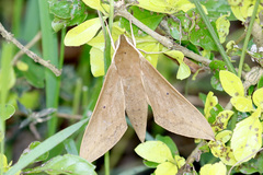 Theretra boisduvalii