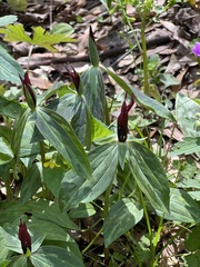 Trillium lancifolium