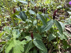 Trillium lancifolium