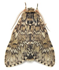 Eriodonta amagisana