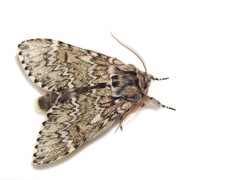 Eriodonta amagisana