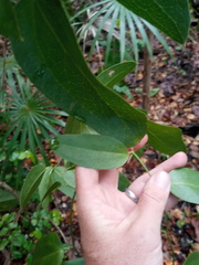 Smilax coriacea