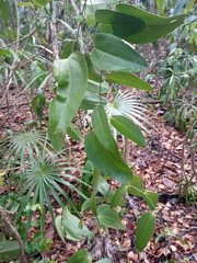 Smilax coriacea