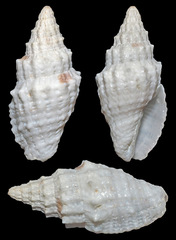 Vexillum zelotypum