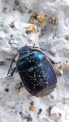 Sehirinae
