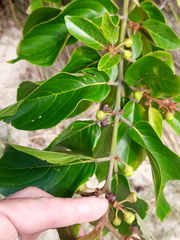 Colubrina arborescens