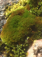 Imbribryum alpinum