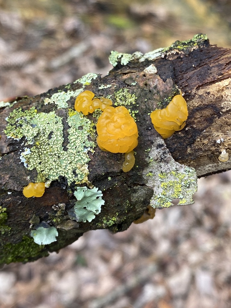 Orange Jelly Spot from Co. Rd. 818, Cullman County, AL, USA on March 31