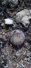 Mammillaria haageana haageana