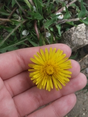 Taraxacum officinale