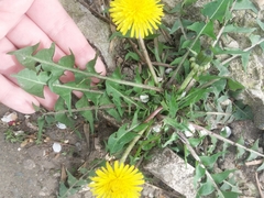 Taraxacum officinale