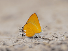 Pseudotajuria donatana