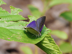 Hypolycaena erylus