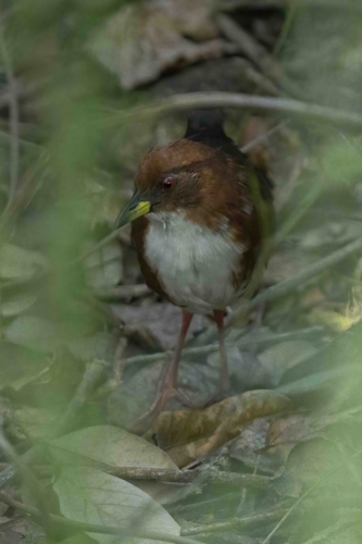 Red-and-white Crake