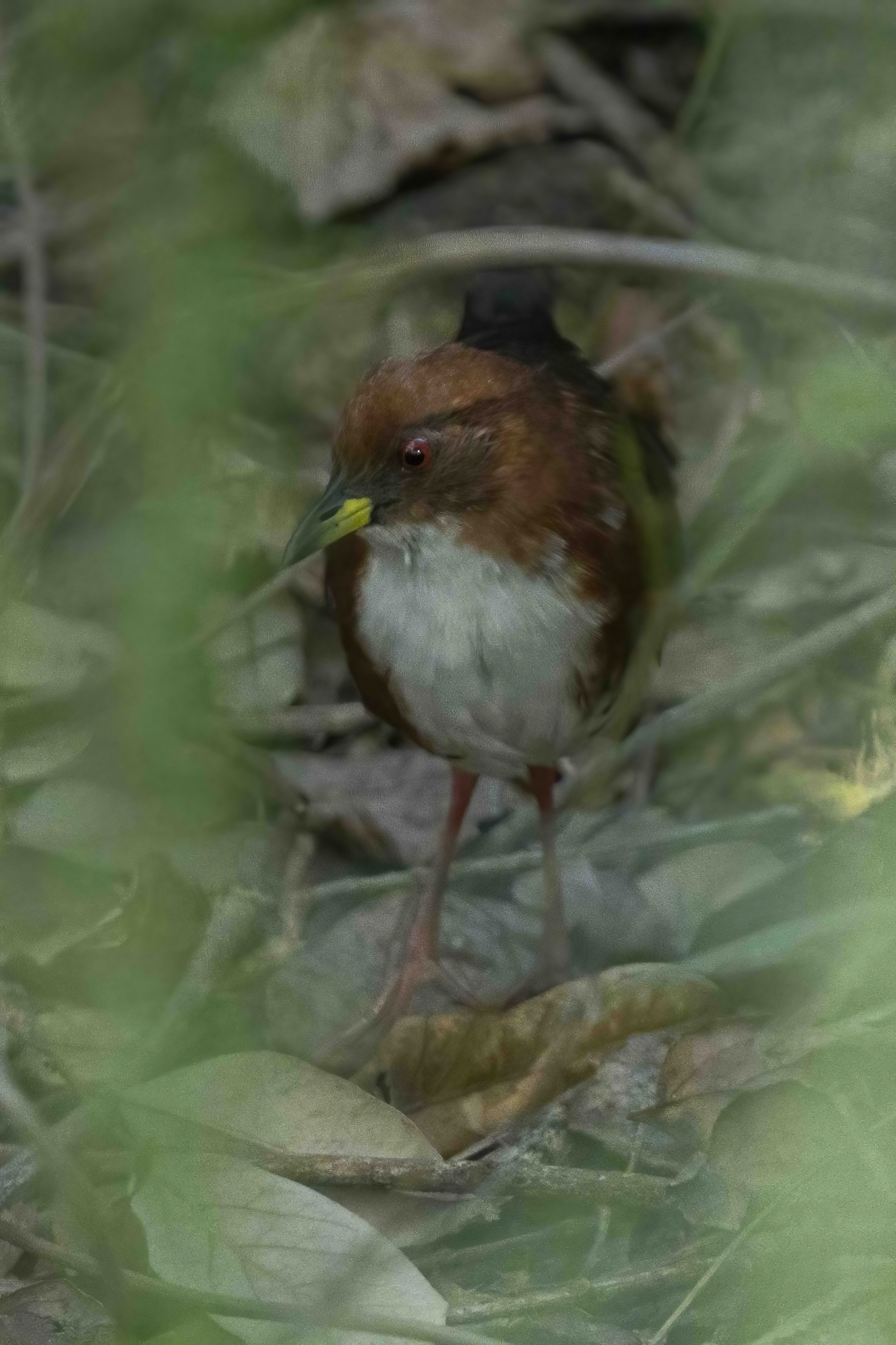 Red-and-white Crake (Rufirallus leucopyrrhus)
