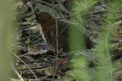 Laterallus leucopyrrhus