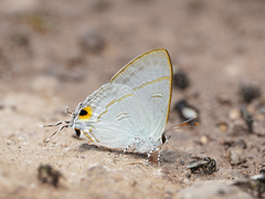 Hypolycaena erylus