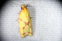 Sparganothis sulfureana