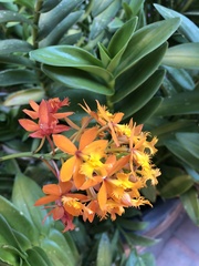 Epidendrum