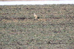 Spermophilus erythrogenys